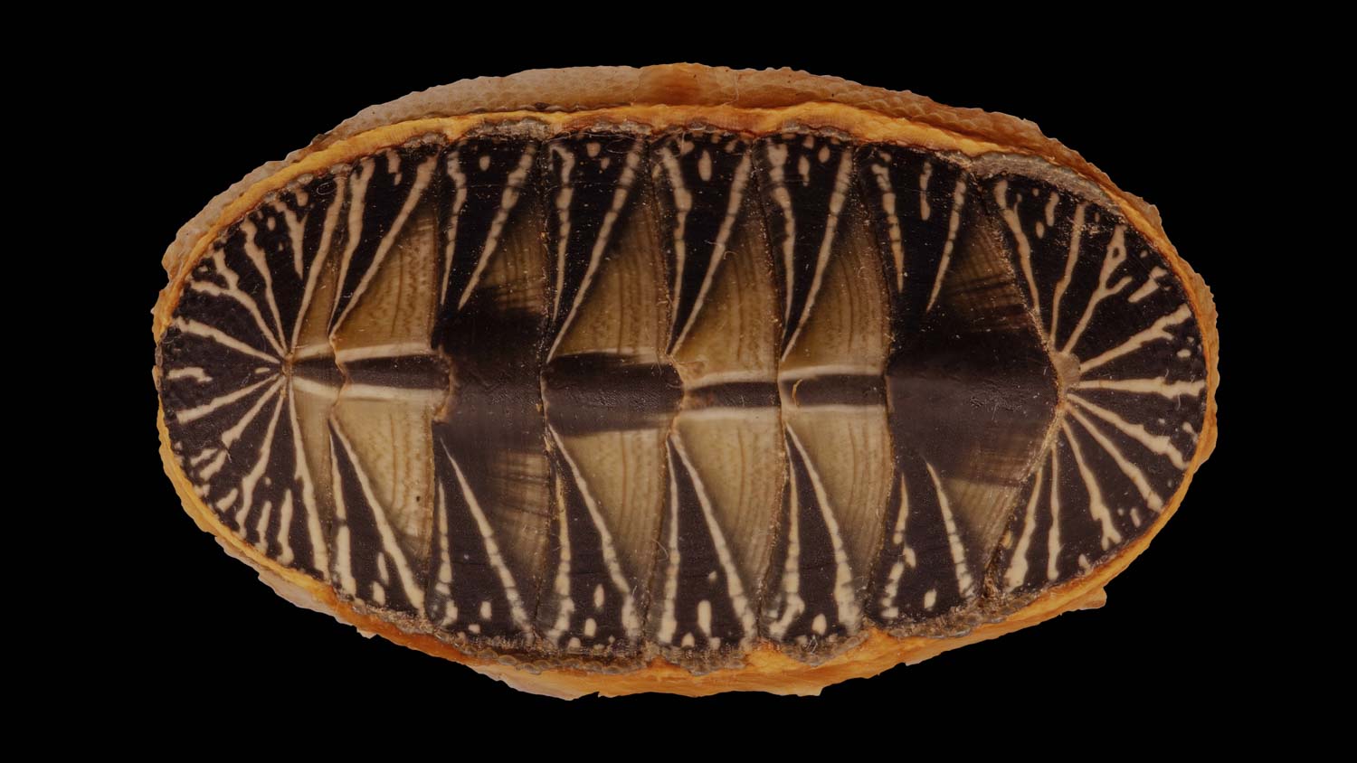 Chiton albolineatus